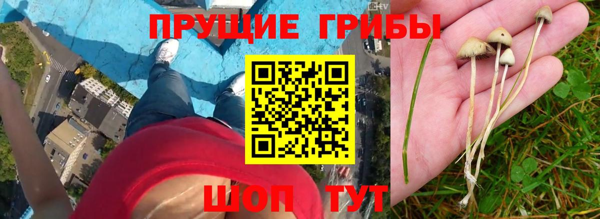 Галлюциногенные грибы Psilocybe Ханты-Мансийск